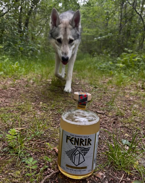 De wolf des huizes op verkenning in het bos